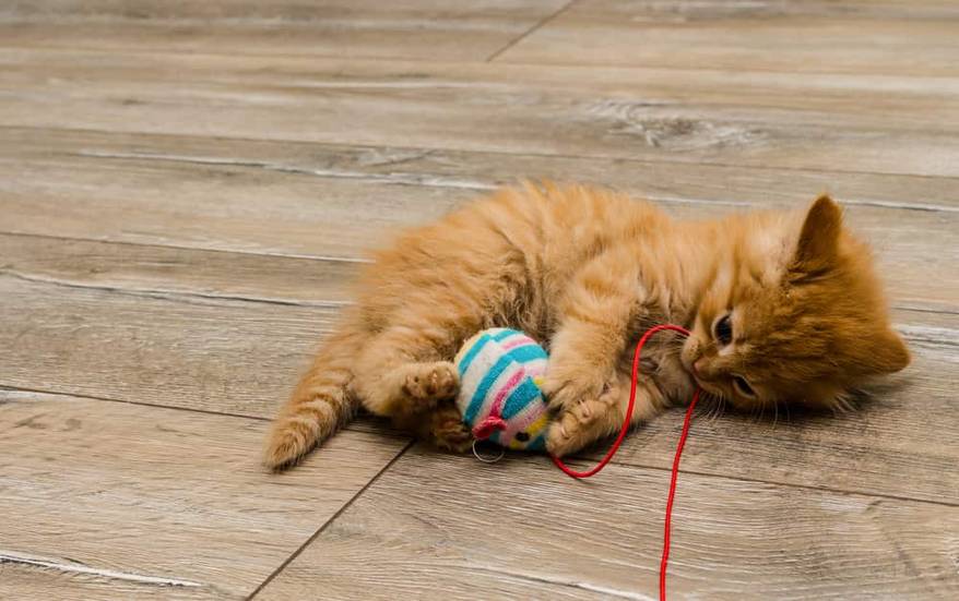 Ginger kitty with blue eyes has paws wrapped around a cat toy.