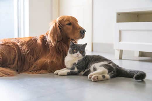 Golden retriever and gray cat laying together on kitchen floor.