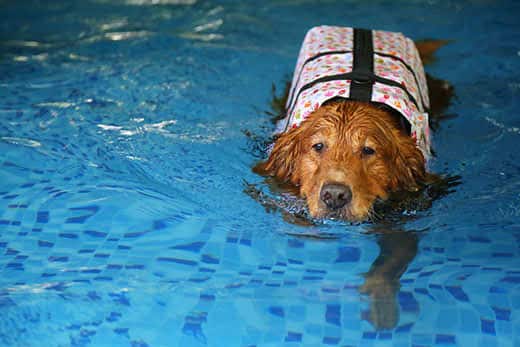 Golden Retriever wear life jacket swim in swimming pool. Dog swimming.