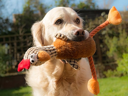 A happy dog holding a soft toy