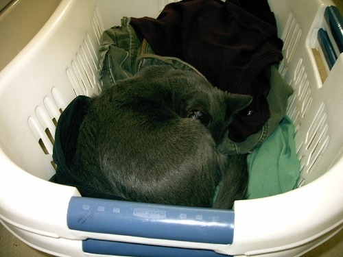 Gray cat curled up in a white laundry basket.