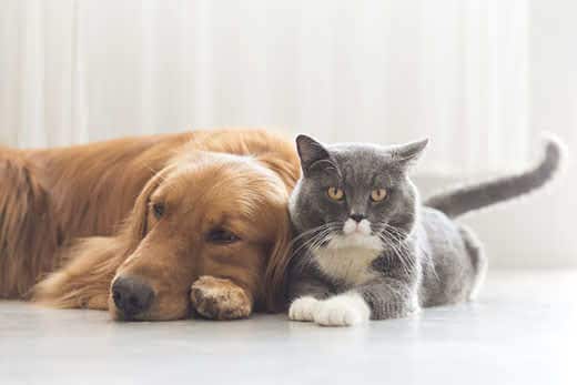 Gray cat snuggles up next to golden retriever.