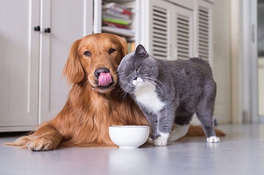 Gray and white British shorthair cats nuzzles a golden retriever licking its lips in front of food bowl.