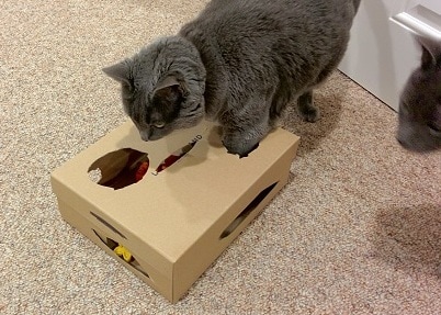Gray cat plays with children's blocks in a shoebox with holes cut out form the top.