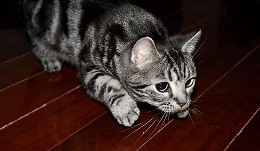 Gray spotted cat on hardwood floor in the pounce position.
