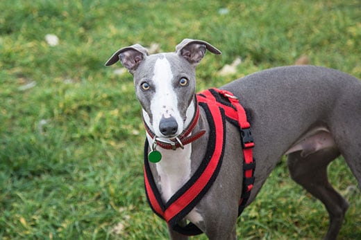 Greyhound wearing a red harness stands in the grass.