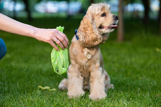 Female hold green plastic bag with dog poop near a cocker spaniel.