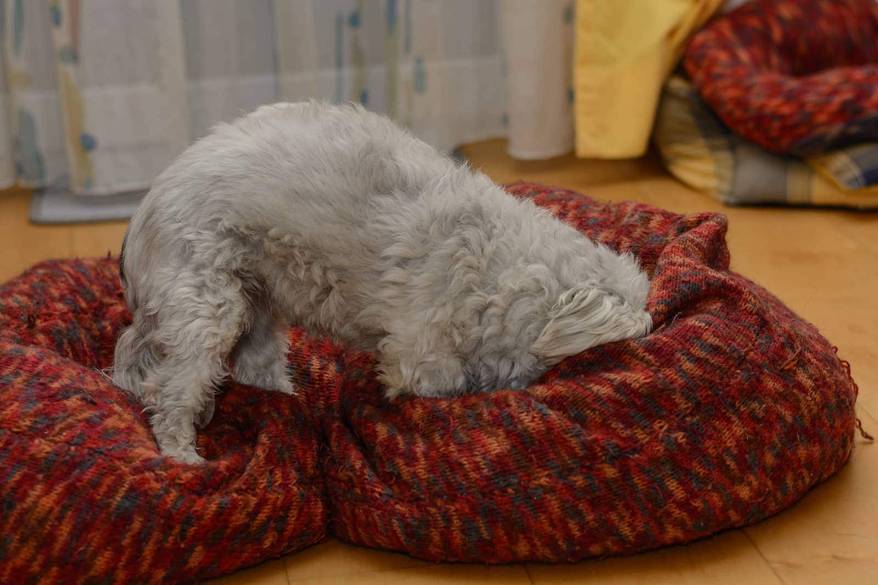 White Havanese buries head into red dog bed.