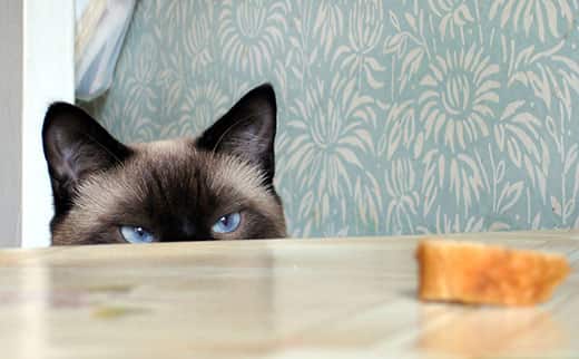 Blue-eyed Himalyan cat peeking over a table top looking at a slice of bread