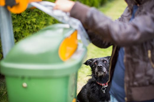 Dog looks on as human places waste in trash bin.