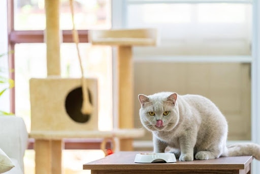 white cat eating from a bowl with tongue out