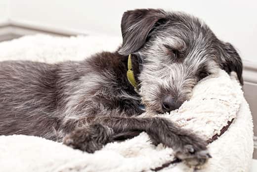 irish-wolfhound-puppy-asleep-SW