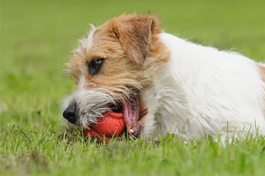 Jack Russel Terrier Dog chewing on toy in field.
