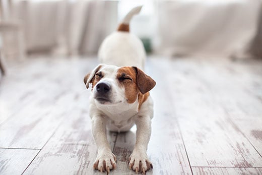 Jack Russell terrier stretches in the downward dog pose.