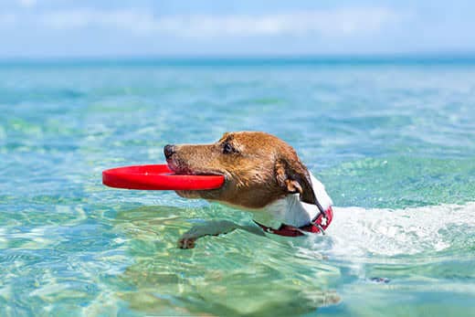 Jack Russell terrier swimming in shallow ocean waters with a red flying disc in mouth.