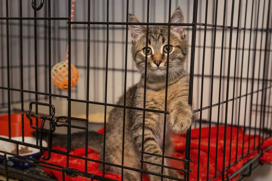 Little kitten in the shelter elegantly posing in a cage