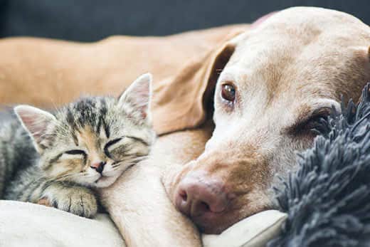 Small kitten snuggles up next to senior dog lying on the couch.