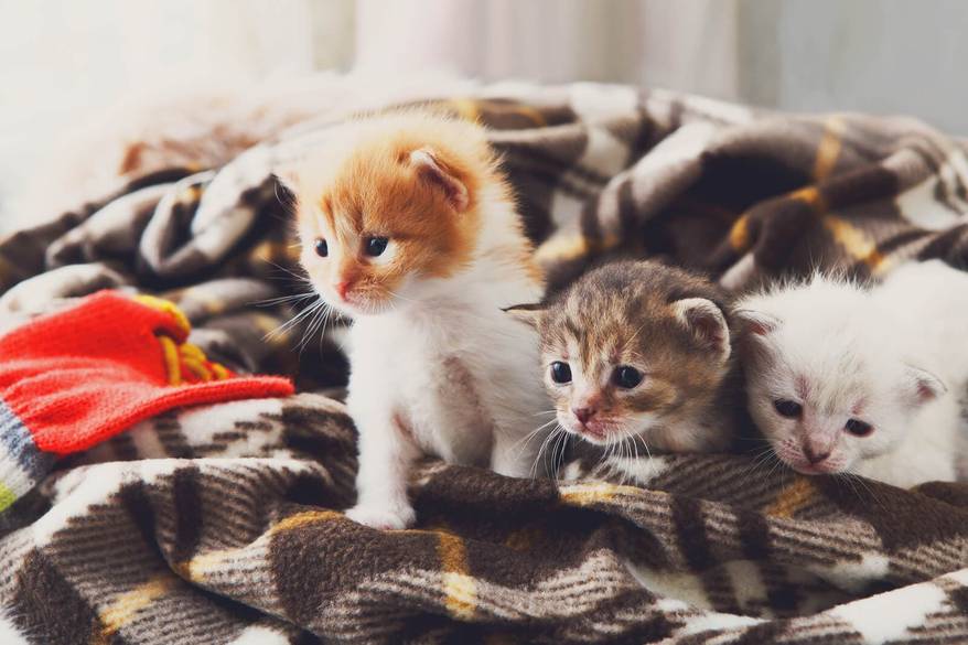 Kittens sitting on a brown plaid blanket.