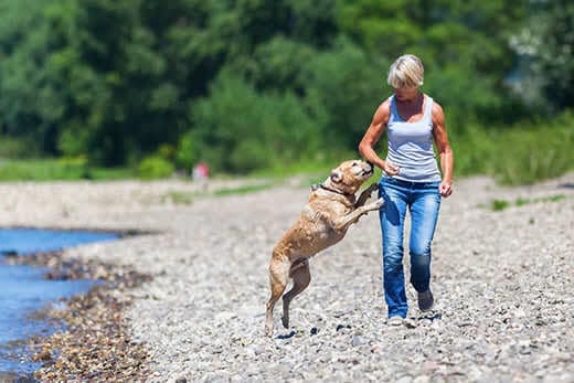 Woman walks on a beach with a labrador retriever that jumps up on her.