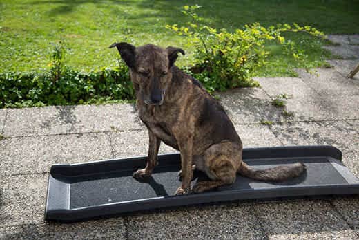 Large brown dog sitting on dog ramp placed flat on the ground.