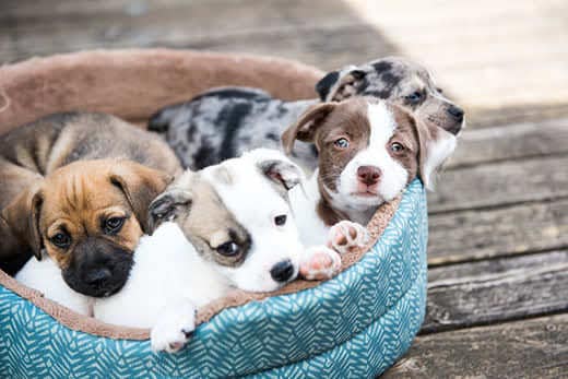 Litter of Terrier Mix Puppies Lying in Dog Bed Outside on Wooden Deck.
