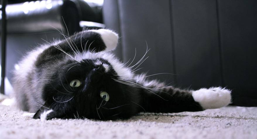 Black and white long-haired cat rolls on back to be petted.