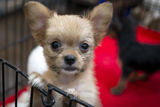 Long-haired chihuahua puppy standing up against a puppy pen on red carpet.
