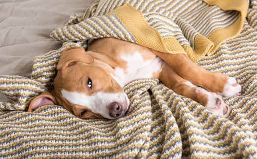 Mixed Breed puppy laying on side is covered up in a yellow and gray striped blanket.