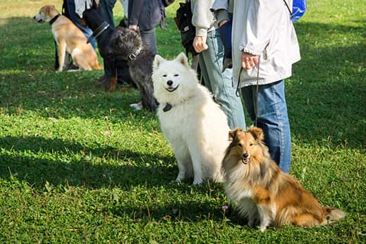 A group of dogs sitting near their trainers in a dog school.