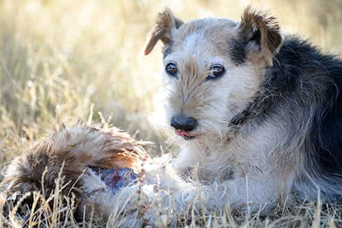 Mutt dog lying on ground in a field licking lips next to a dead bird.