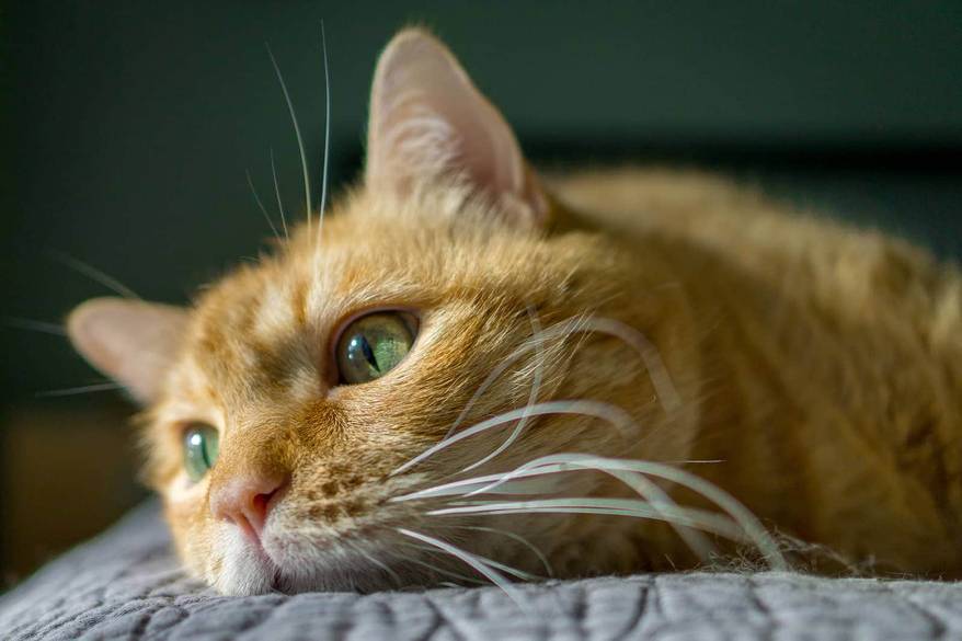 Orange tabby cat with green eyes flopped on a bedspread