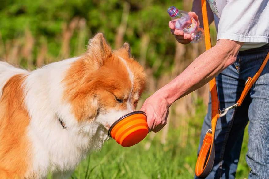 Large fluffy dog drinking from a collapsible water bowl