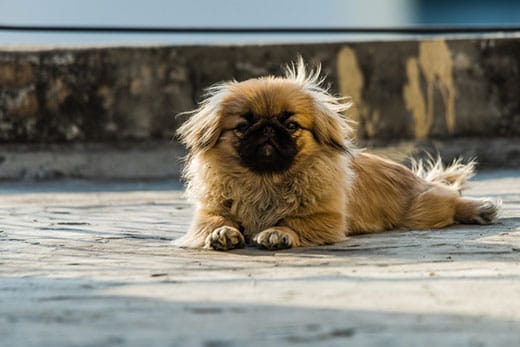 Pekingese also lion dog an ancient breed toy dog, sitting on floor, a resemblance to Chinese guardian lions.