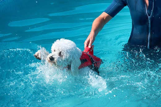 Person holding up curly white haired dog by a handle on life jacket while dog paddles in pool.