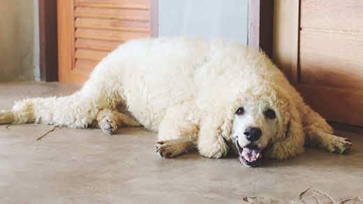 Poodle mix lying on tile floor smiling.