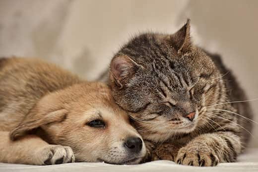 Gray cat and golden retriever peer over the top of a kitchen table.