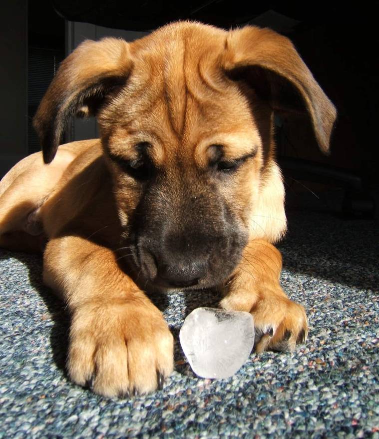 Puppy playing with an ice cube