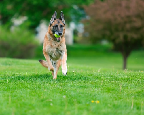 German Shepherd running with a tennis ball in his mouth at the park.