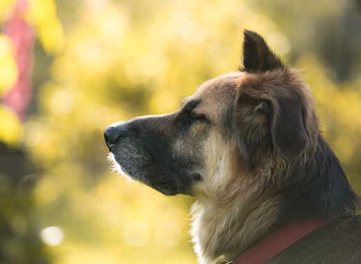 Side portrait of a shepherd mix with eye closed sitting outdoors.