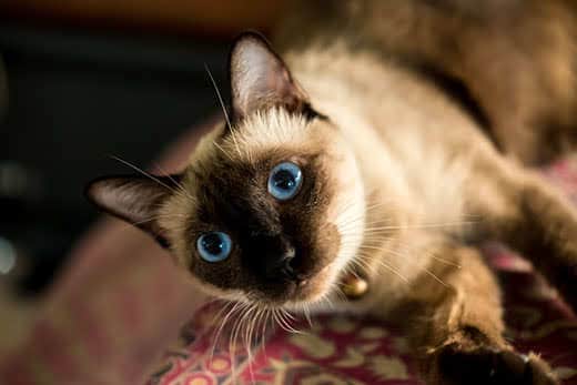 Siamese cat with big blue eyes resting on cushions.
