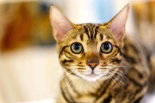 Skinny striped cat with big yellow eyes.