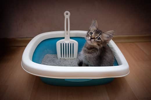 Small gray kitten sitting in a teal litter box.