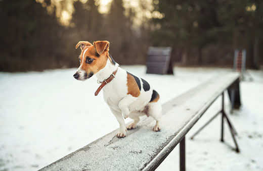 Small Jack Russell terrier dog walking over snow and ice covered wooden bridge obstacle at training course