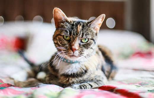 Striped tabby cat on a bed with a grumpy face