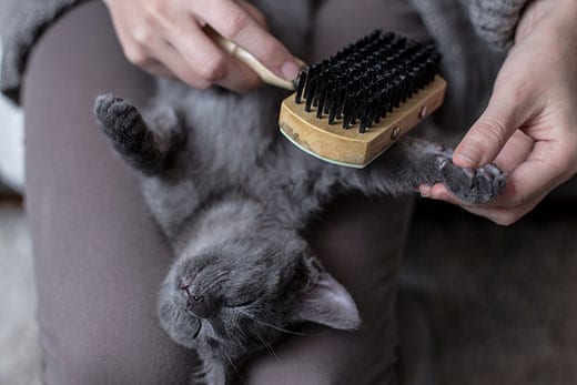 Sweet cat is brushed