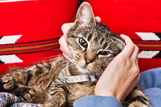 Tabby cat lying on red couch gets pet.