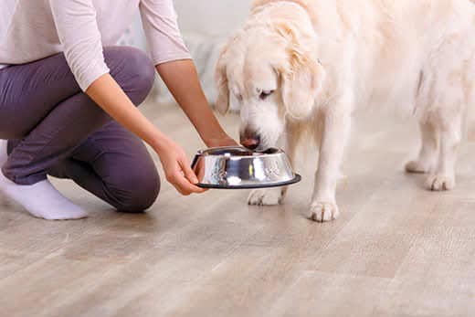 Taste it. Close up of bowl with food in hands of pleasant caring woman holding it while feeding her dog