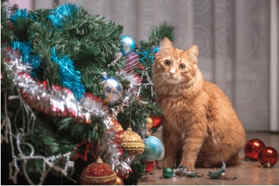 yellow cat next to fallen christmas tree