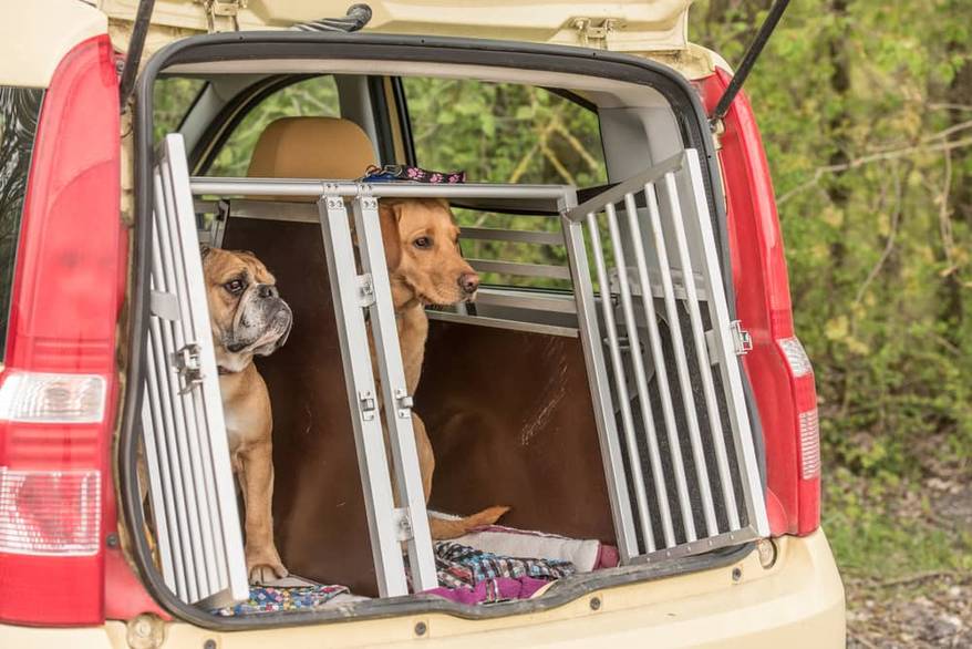 Golden retriever and continental bulldog in the kennel of a car
