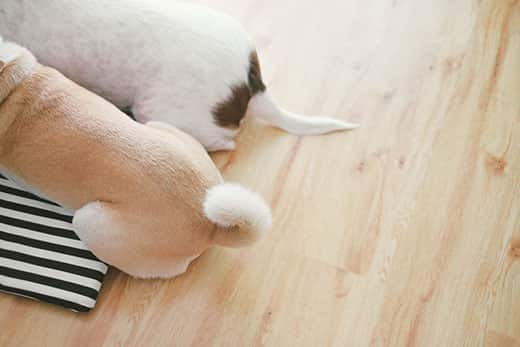 Two dogs sitting on a striped mat, close-up on their tails.